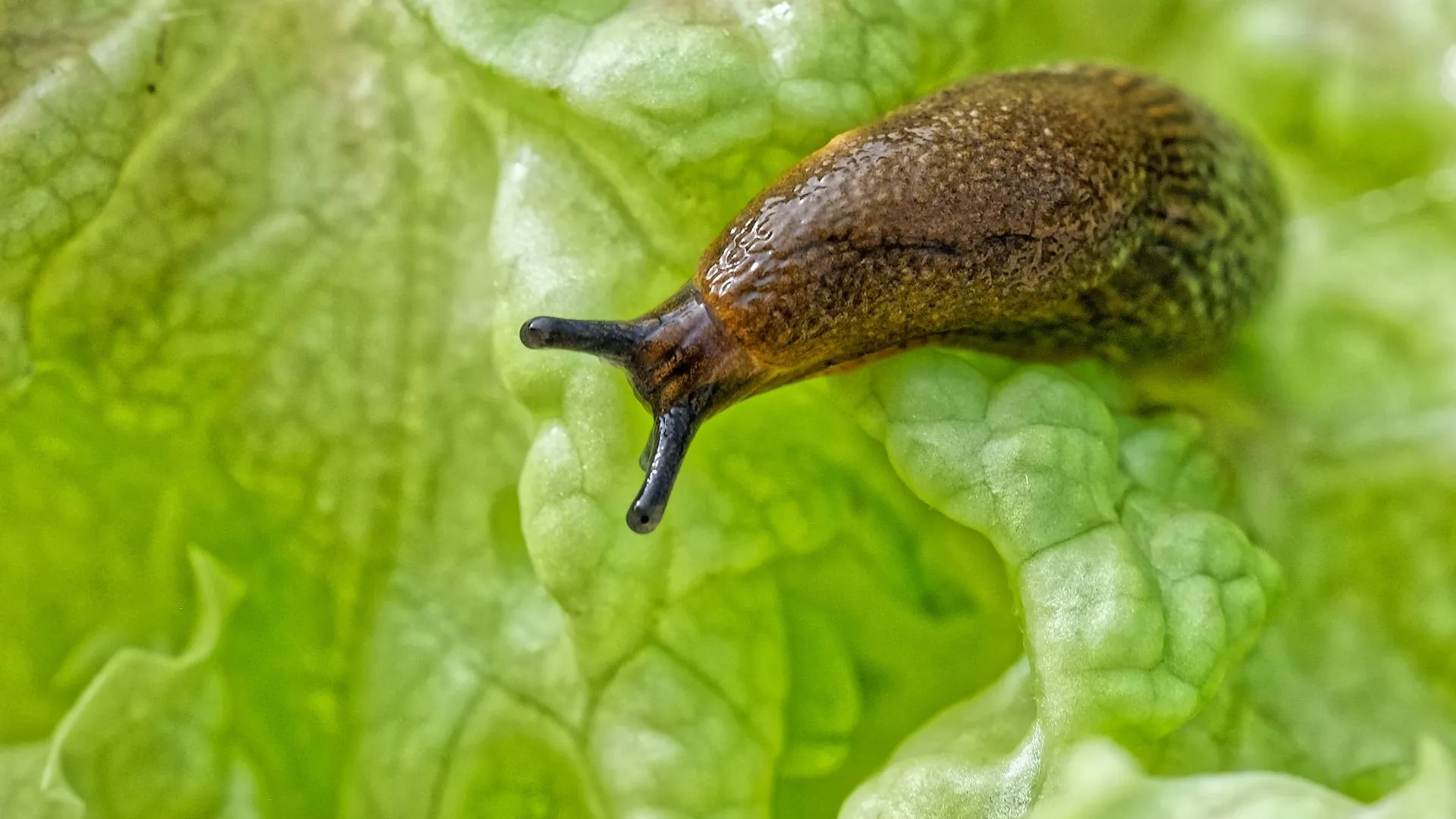 IMAGO/Rolf Poss