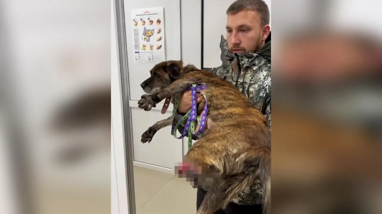 «Сам отгрыз себе лапу»: собаку, угодившую в капкан, спасли на трассе в Ангарске