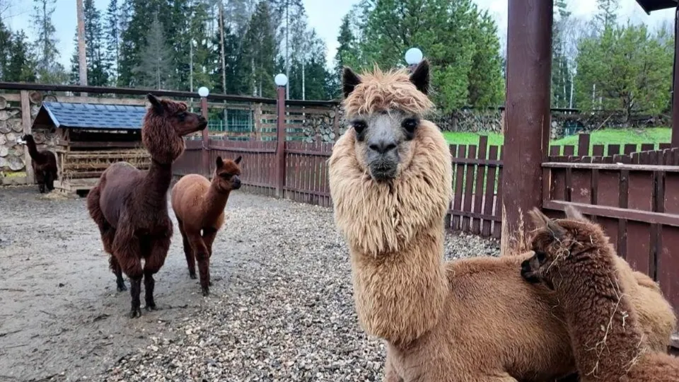 Фото: пресс-служба администрации г.о. Клин