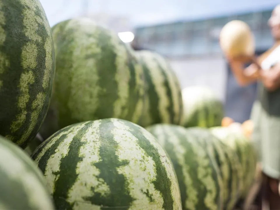 Арбузы vs дыни: стало известно, какие бахчевые полезнее