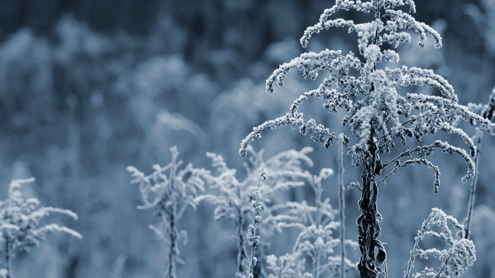 Фото: freepik.com / Зима снова вступит в свои права к концу недели