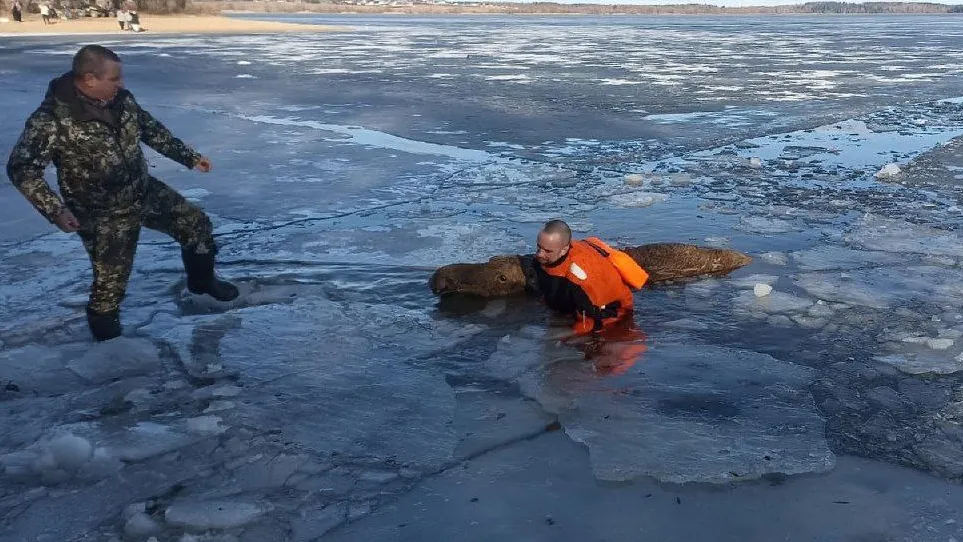 Фото: ГКУ МО «Мособлпожспас»