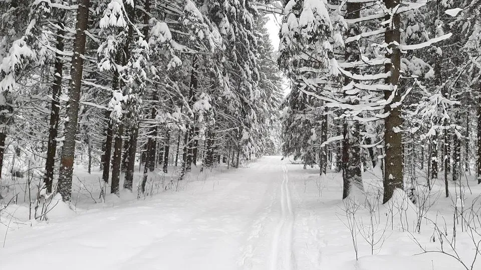 Фото: Комитет лесного хозяйства Московской области