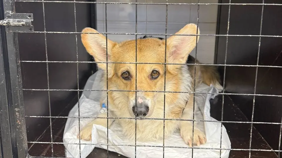 Фото: Министерство сельского хозяйства и продовольствия Московской области