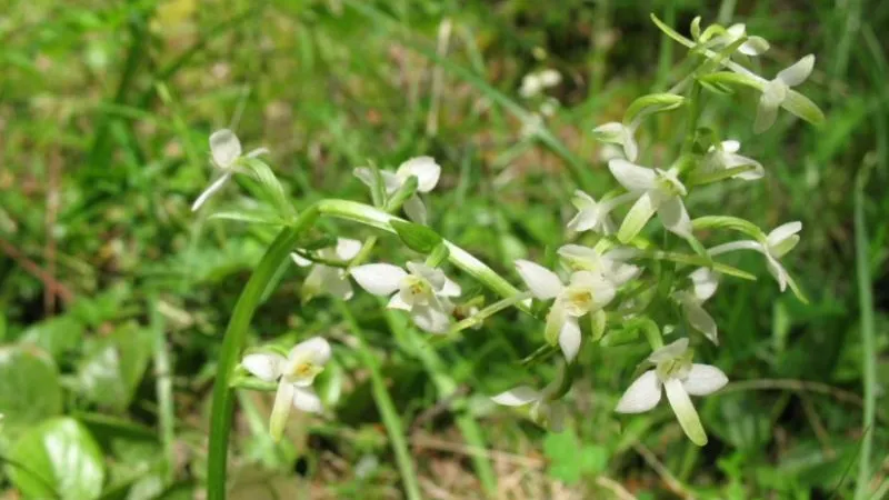 Краснокнижных орхидей в Подмосковье стало больше из-за обильных дождей