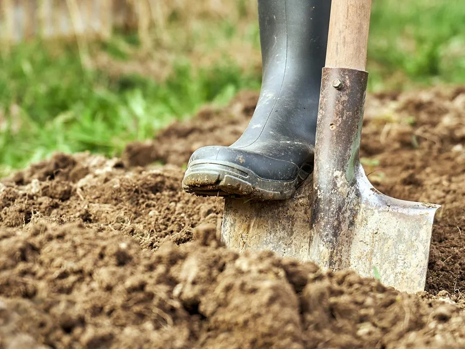 Перекопать грядки и уничтожить вредителей: что необходимо сделать в огороде в последнюю неделю сентября