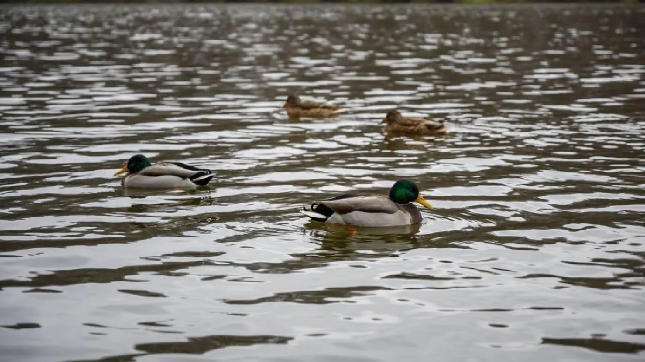 Прокуратура Перми проверит информацию о пропаже уток на речке Иве