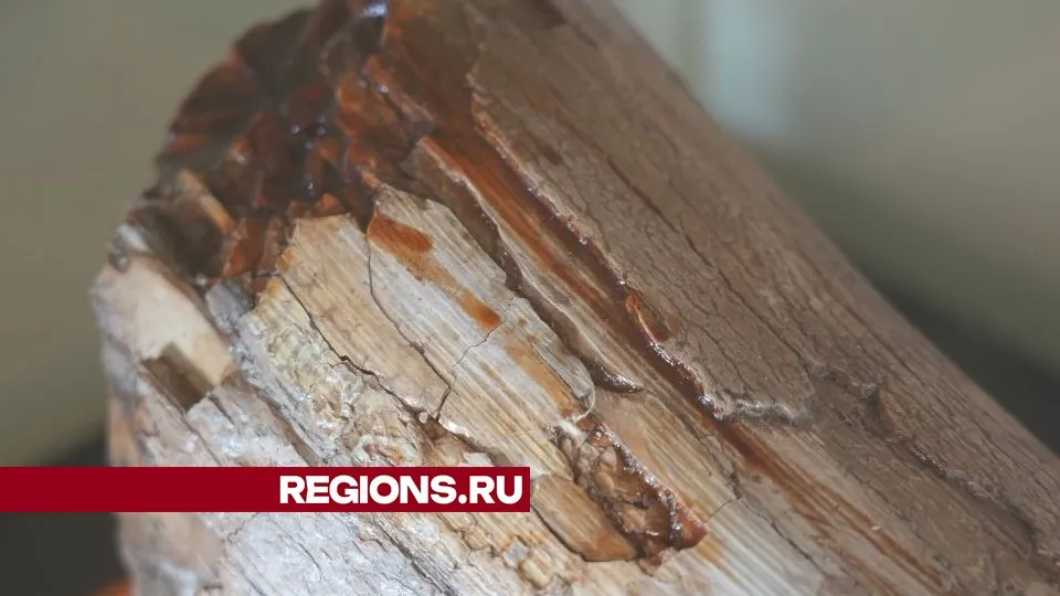 Фото: Дмитрий Зайчиков