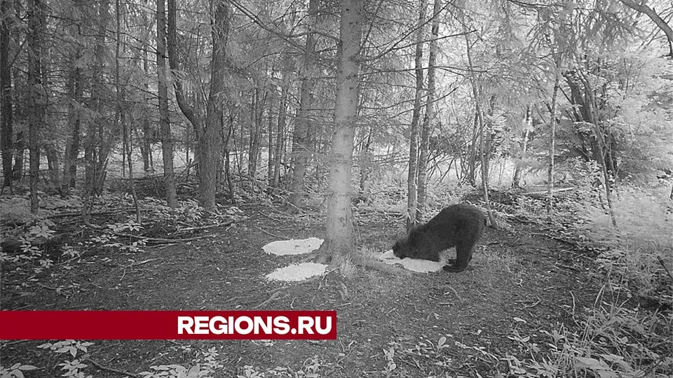 Фото: Дмитровское охотхозяйство