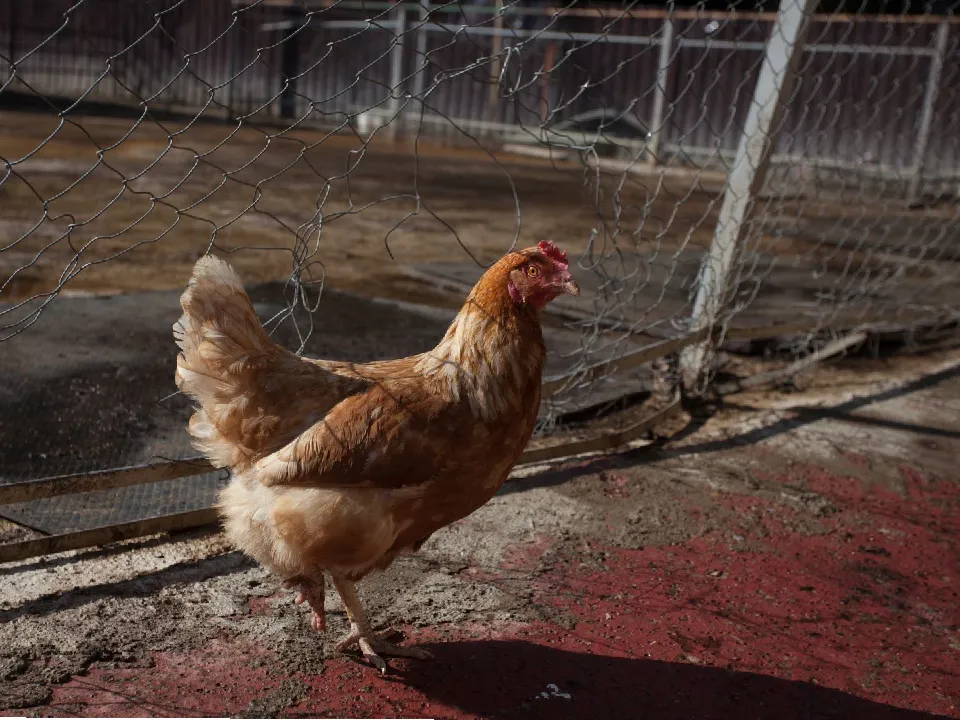 Фото: медиасток.рф