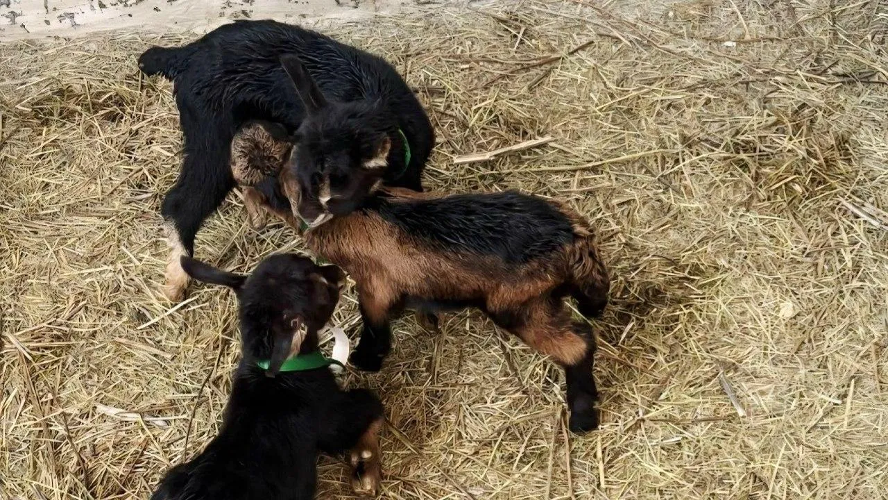 В Луховицах на экоферме коза-чемпионка Даринка вновь стала мамой