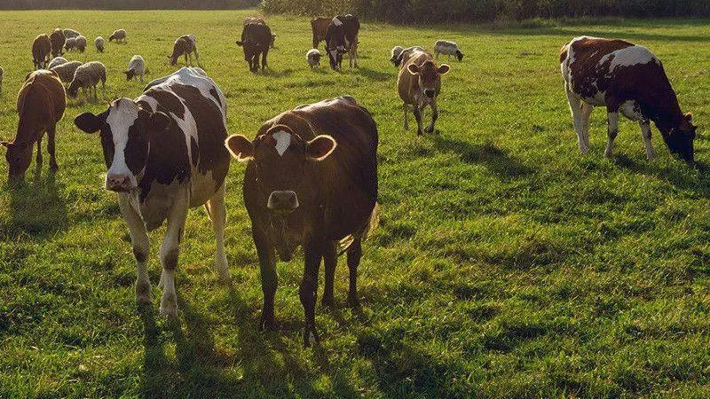В Раменском фермер построит ангар для хранения молочной продукции