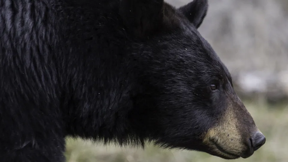 Фото: сommons.wikimedia/Yellowstone National Park