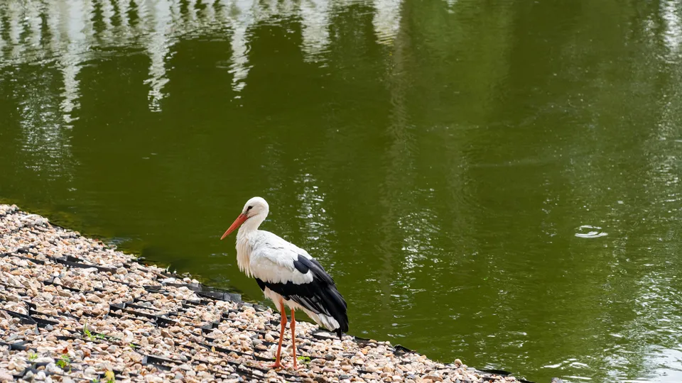 Фото: медиасток.рф