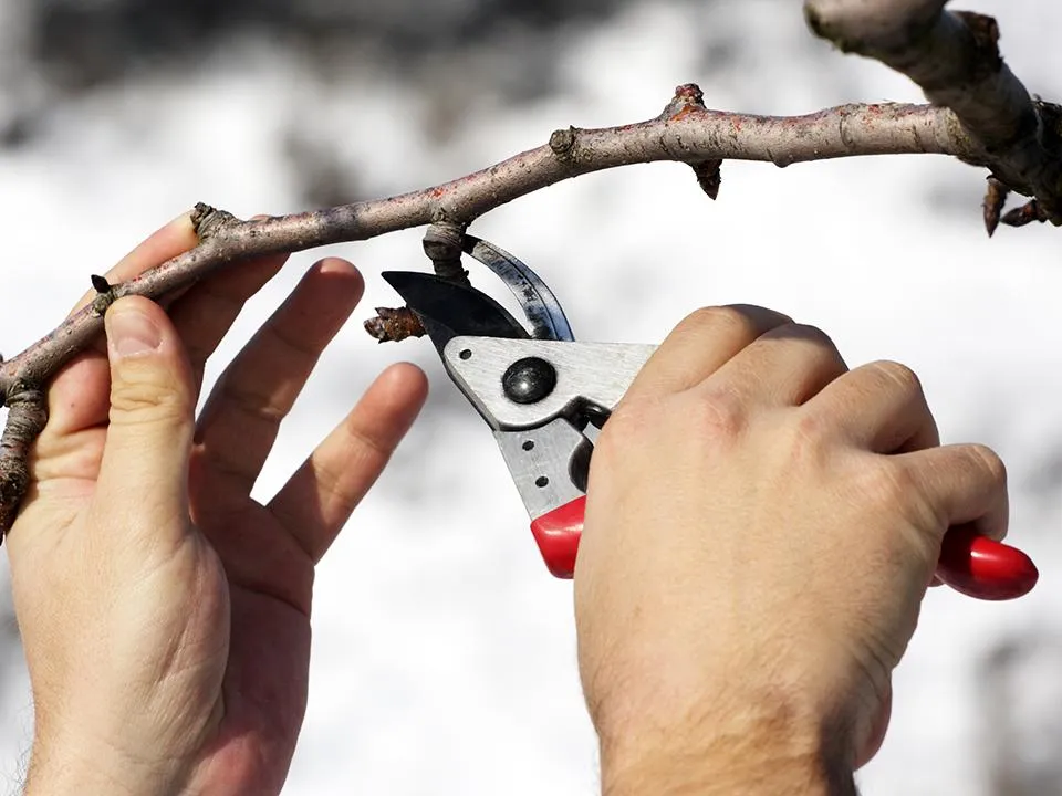 Одна ошибка лишит урожая: когда начинать подрезать деревья и кустарники в саду
