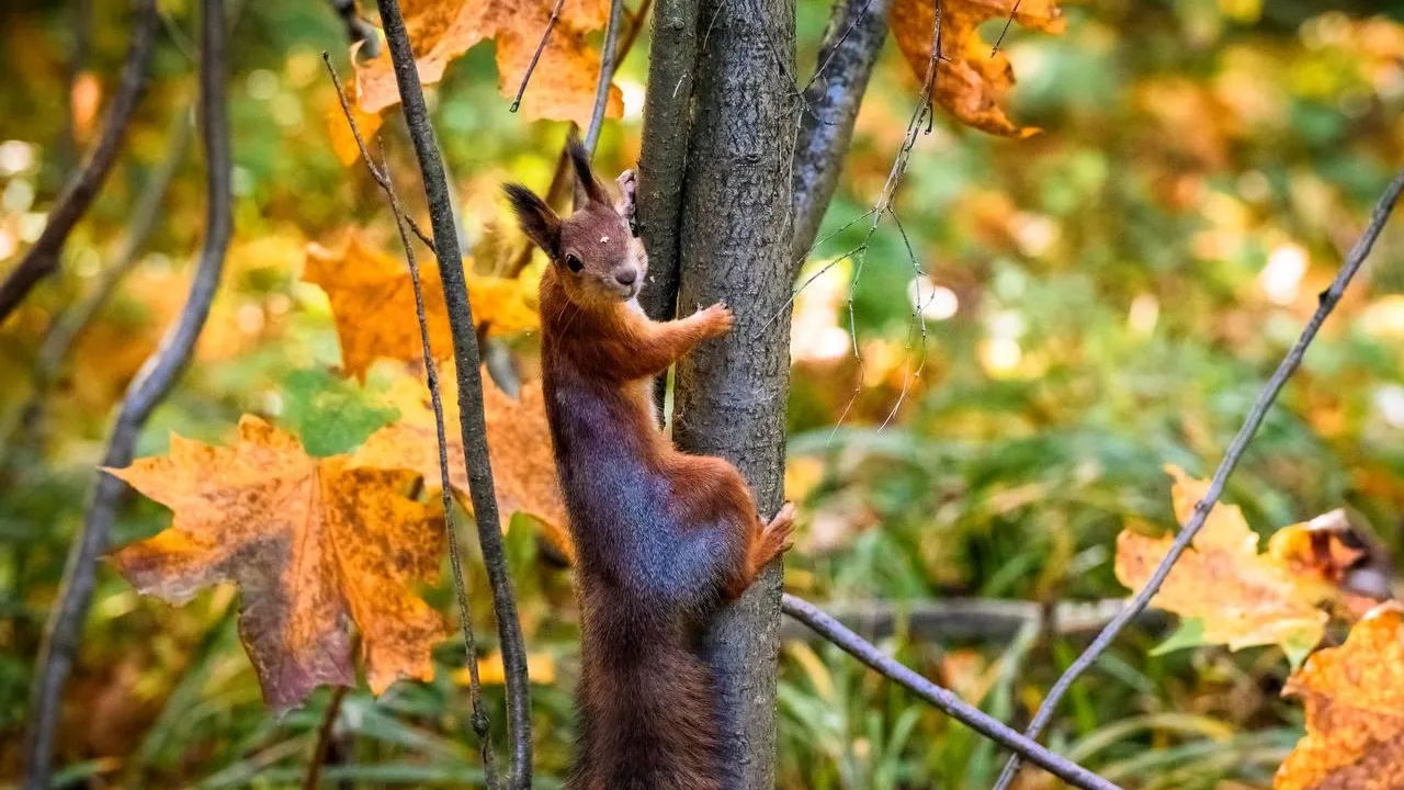 Министерство благоустройства Московской области