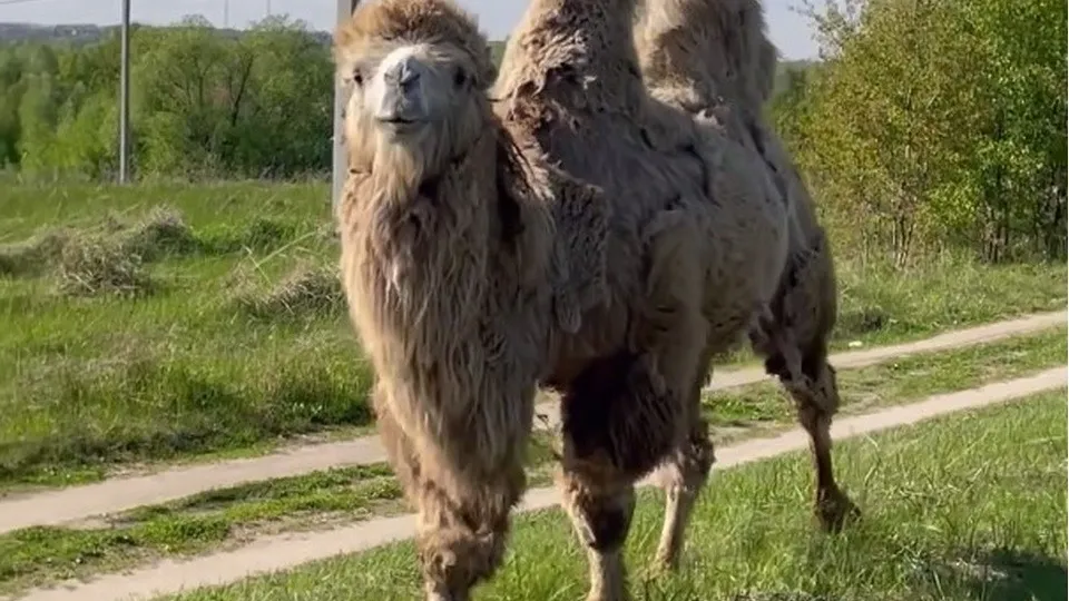 Фото: t.me/ugorodok