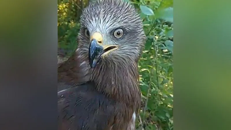 Черного коршуна со сломанным крылом спас житель Волоколамска