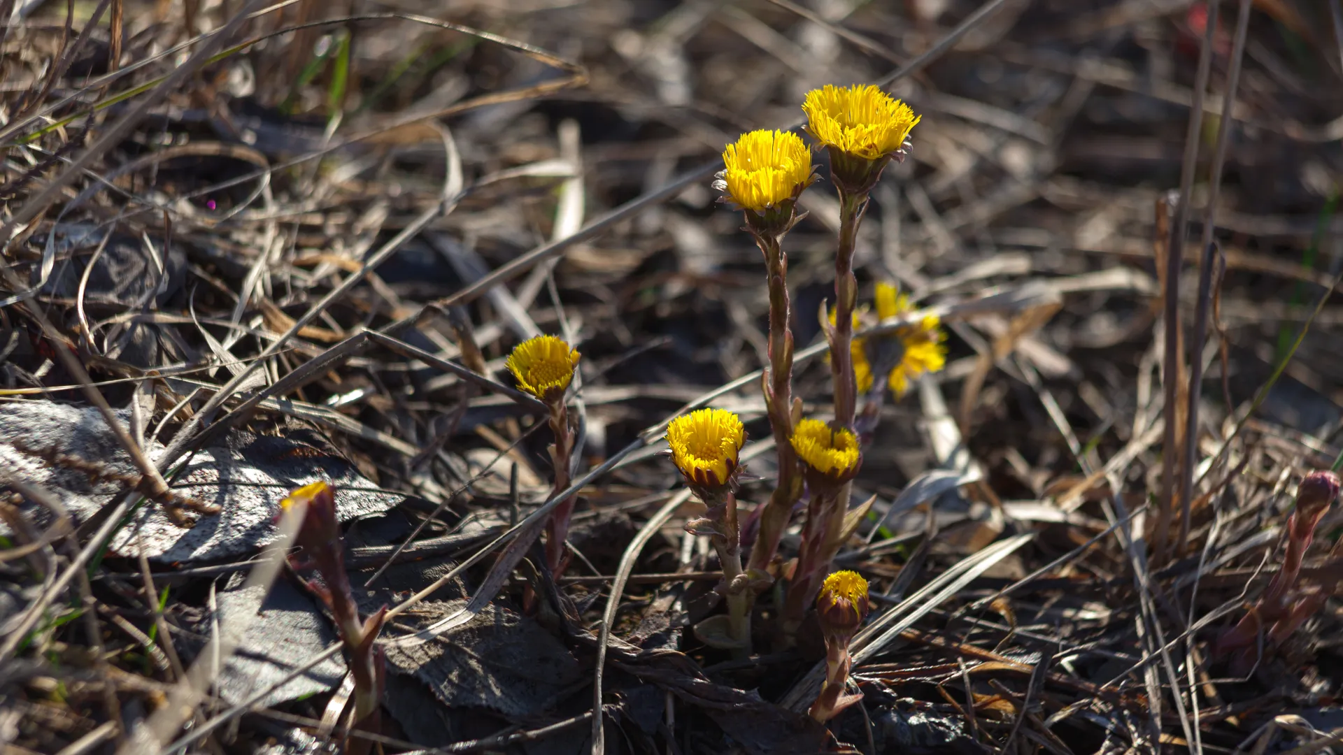 медиасток.рф