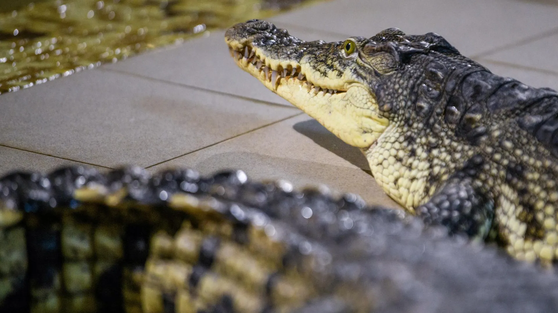 Ilya Moskovets/URA.RU