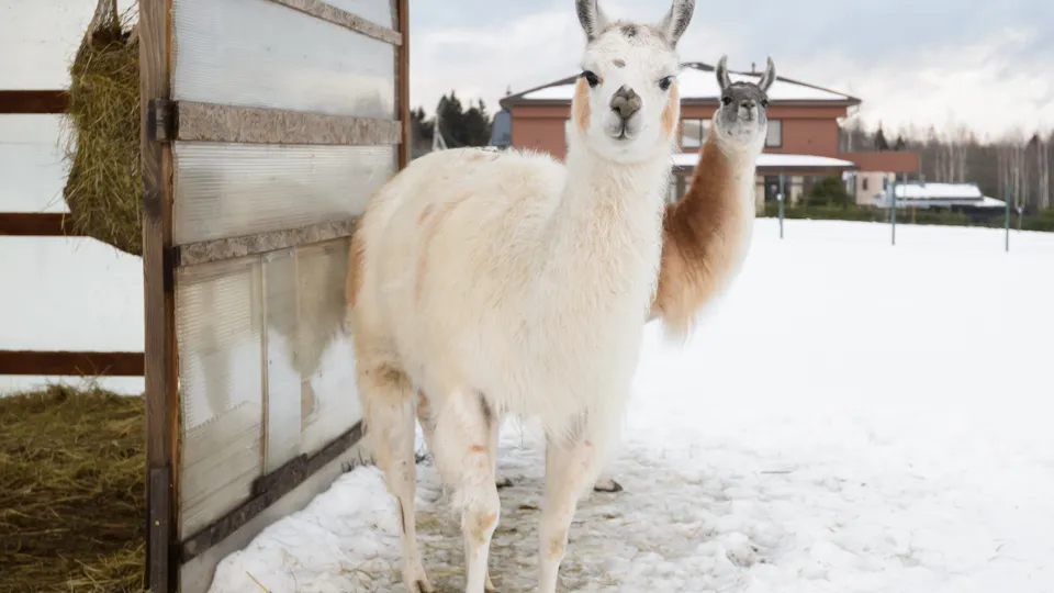 Фото: медиасток.рф