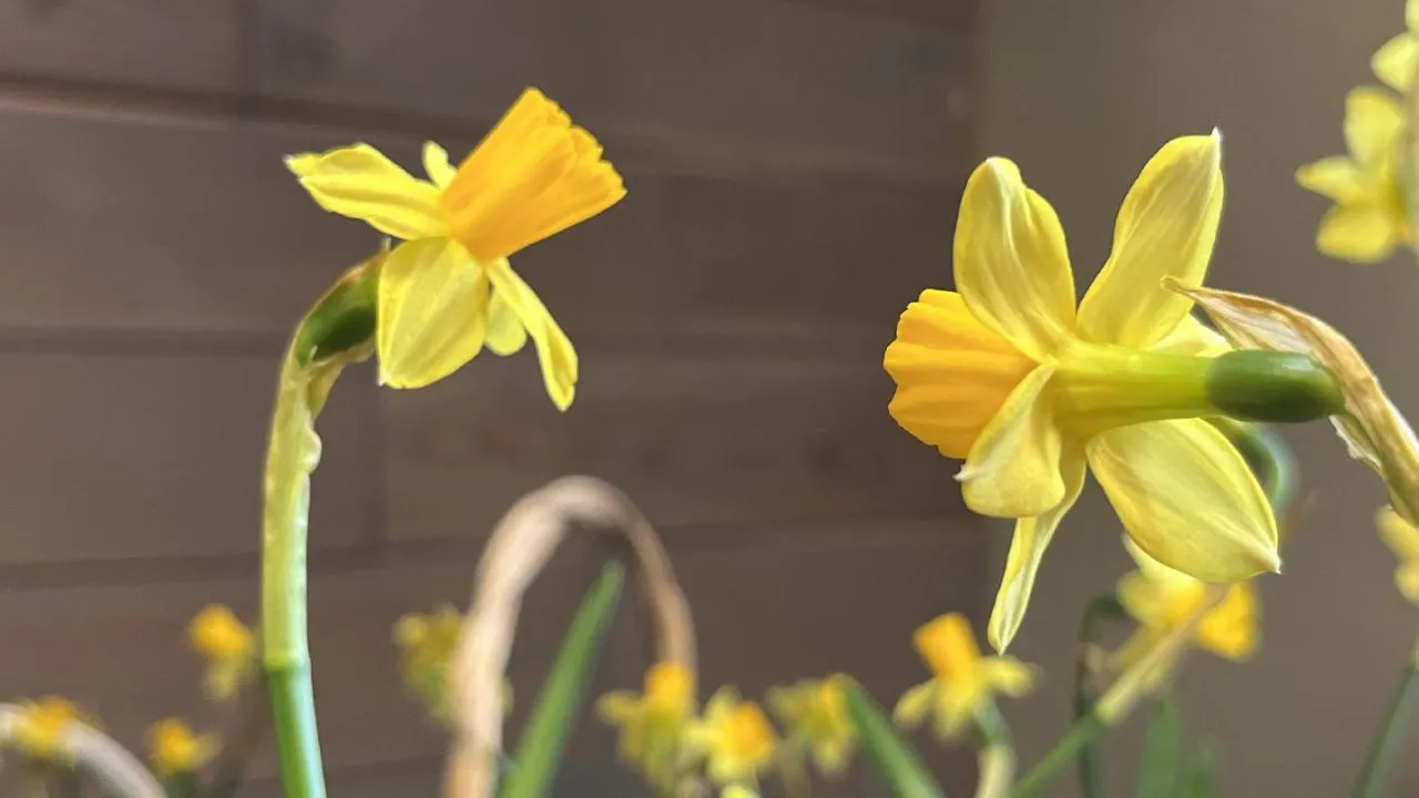 МедиаБанк Подмосковья/Анна Тюрюмина