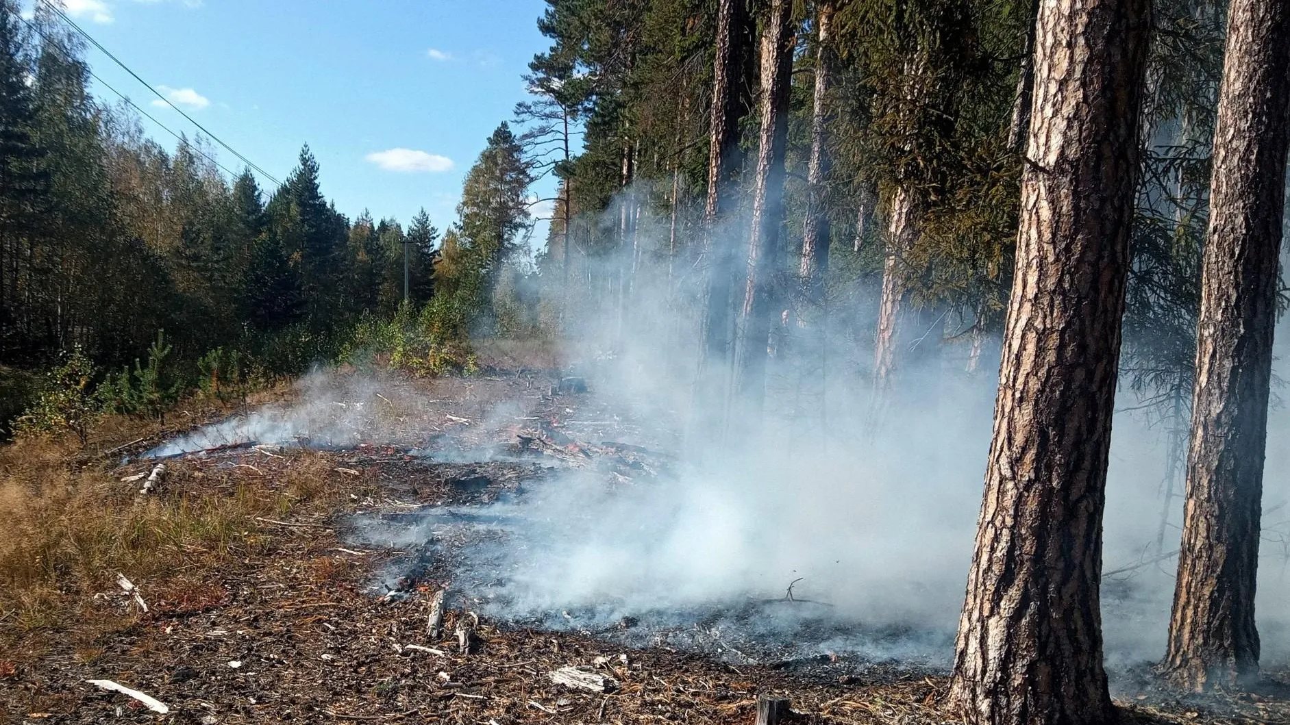 Комитет лесного хозяйства МО