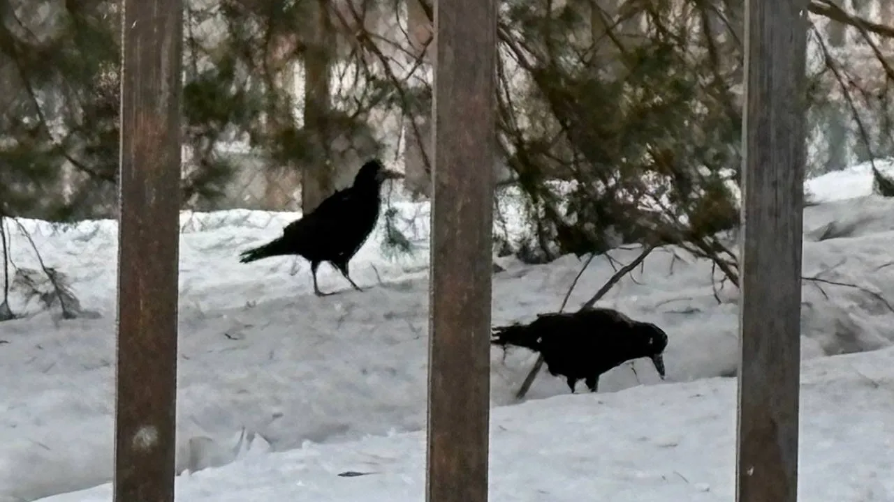 пресс-служба администрации Наро-Фоминского г.о.