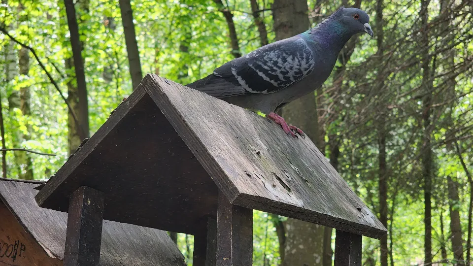 Фото: МедиаБанк Подмосковья/Роман Савельев