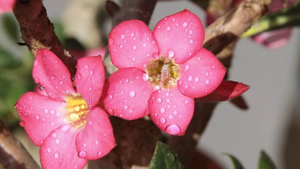 Фото: pxhere.com