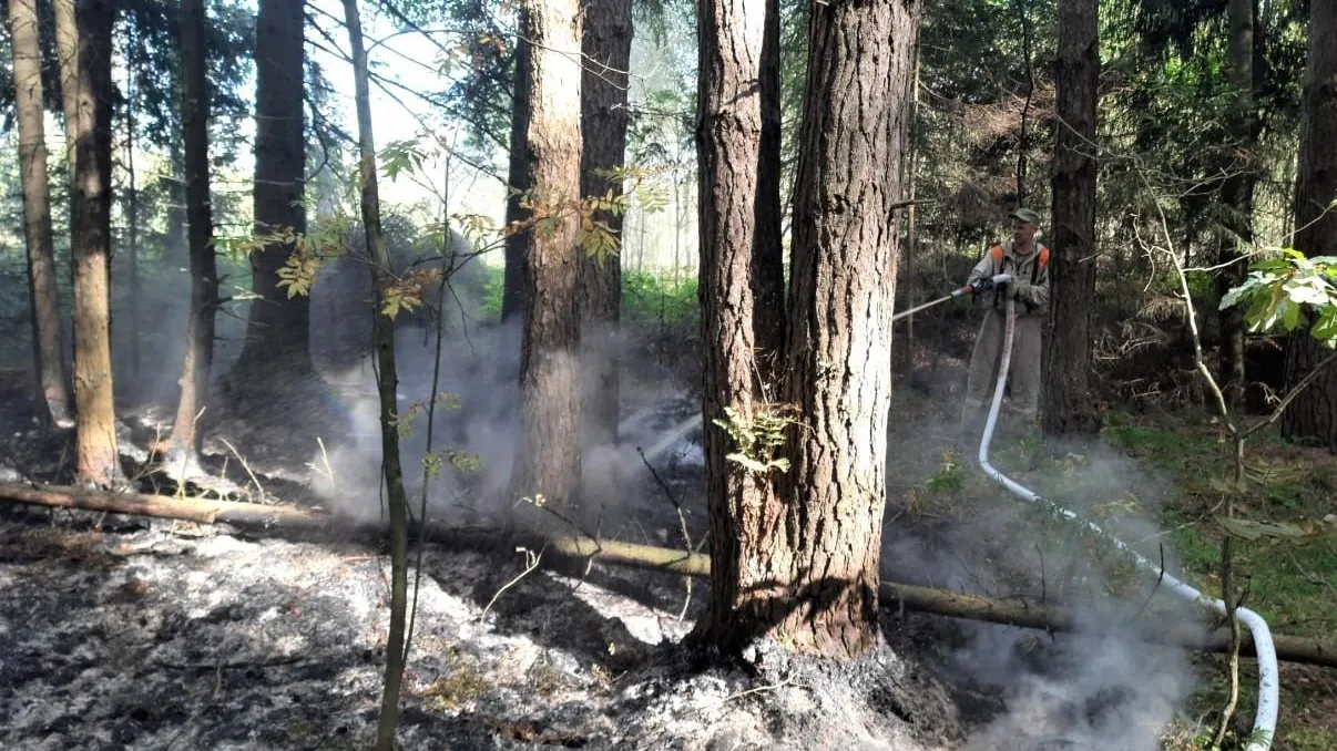 Фото: Комитет лесного хозяйства МО