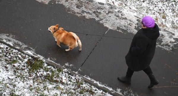 Климатолог Терешонок: аномально теплая зима связана со взрывами на «Севпотоках»