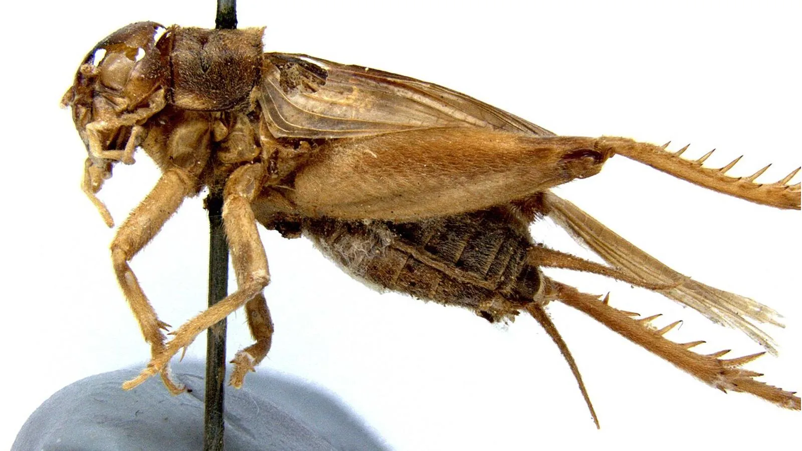 Anurogryllus celerinictus. Franziska Walz