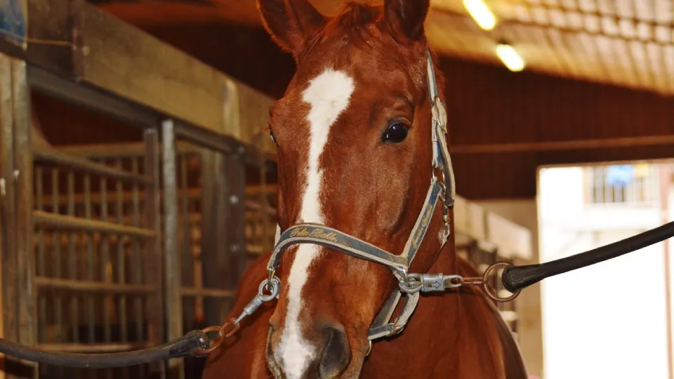 Фото: pxhere.com