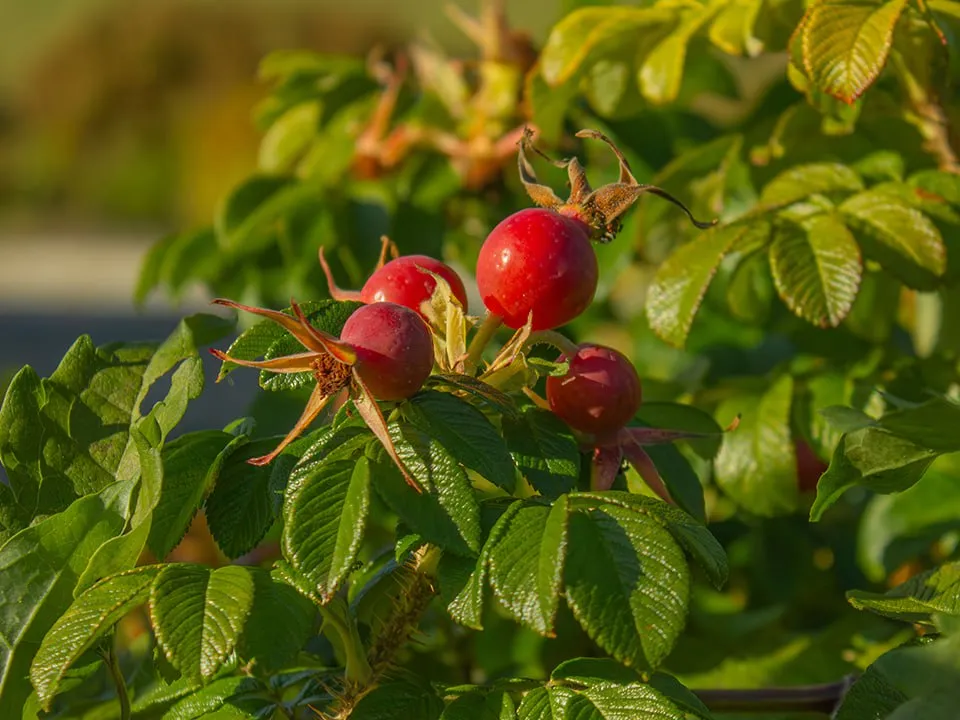 Фото: istockphoto.com/Albina Soleikina