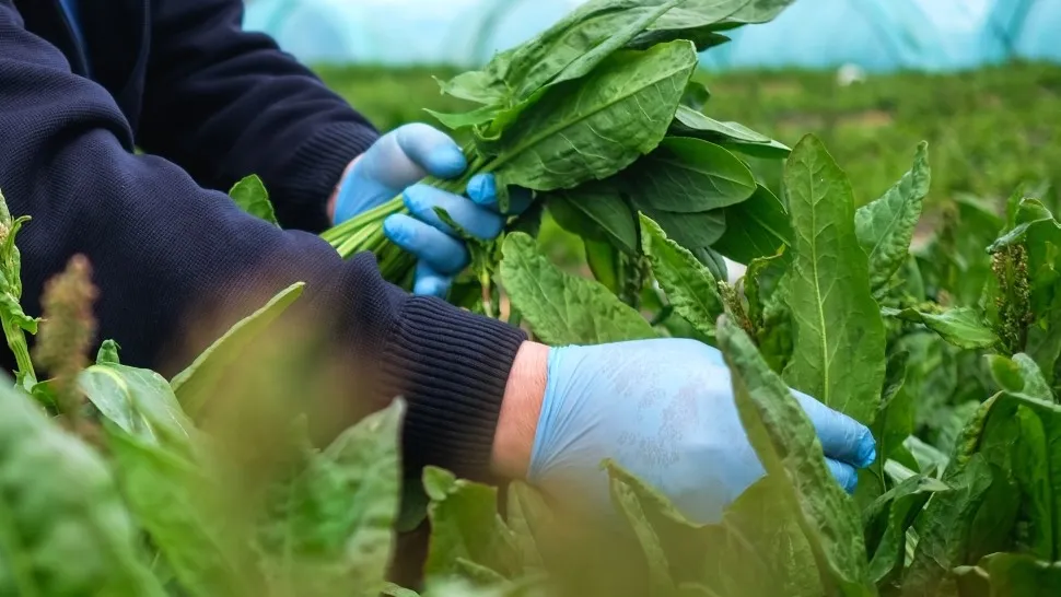 Фото: РИА Новости/Николай Хижняк