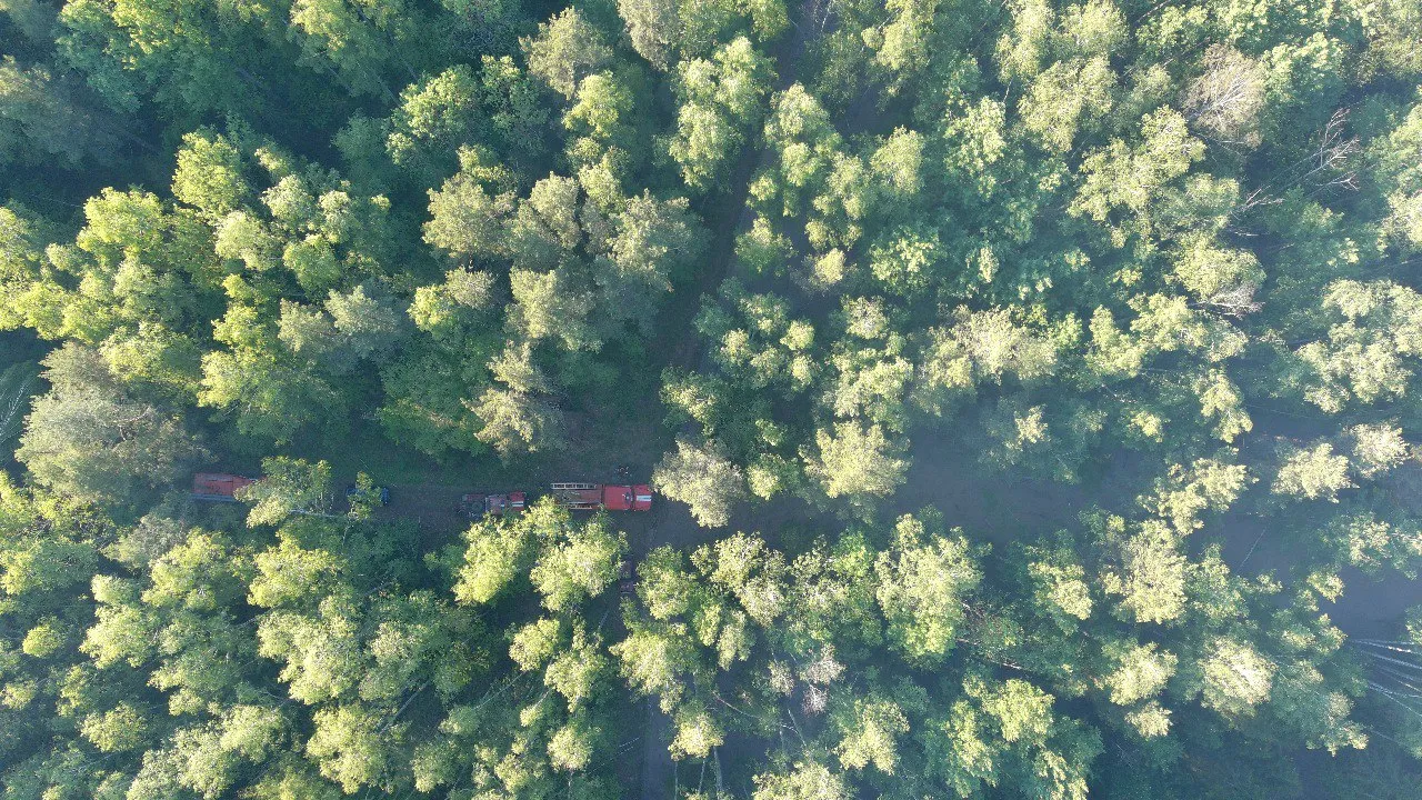 Фото: Комитет лесного хозяйства МО