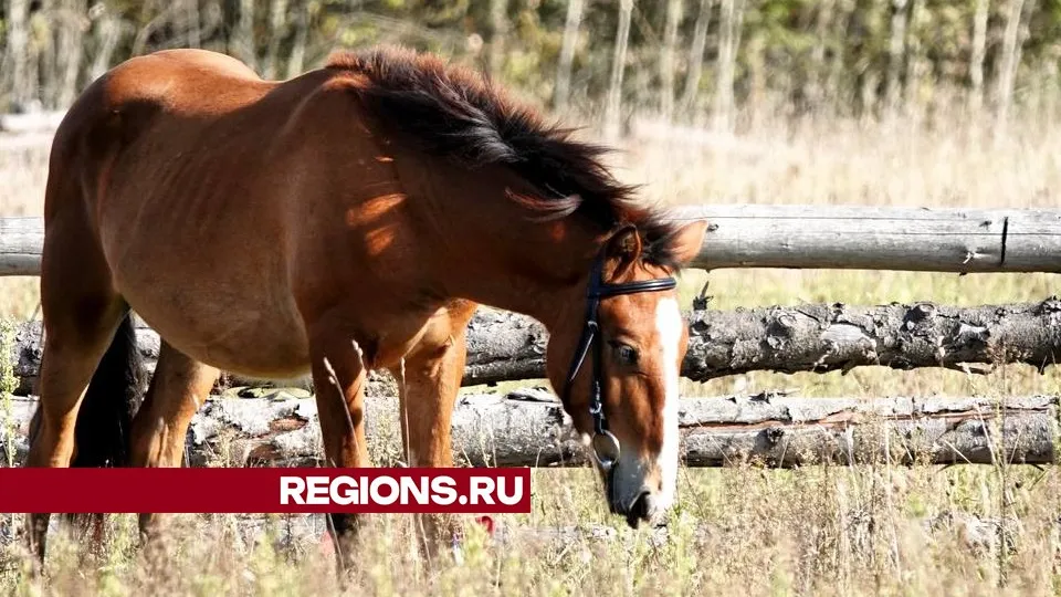 Фото: Дарья Леонова