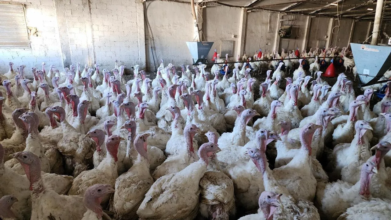 МедиаБанк Подмосковья/Юлия Андросова