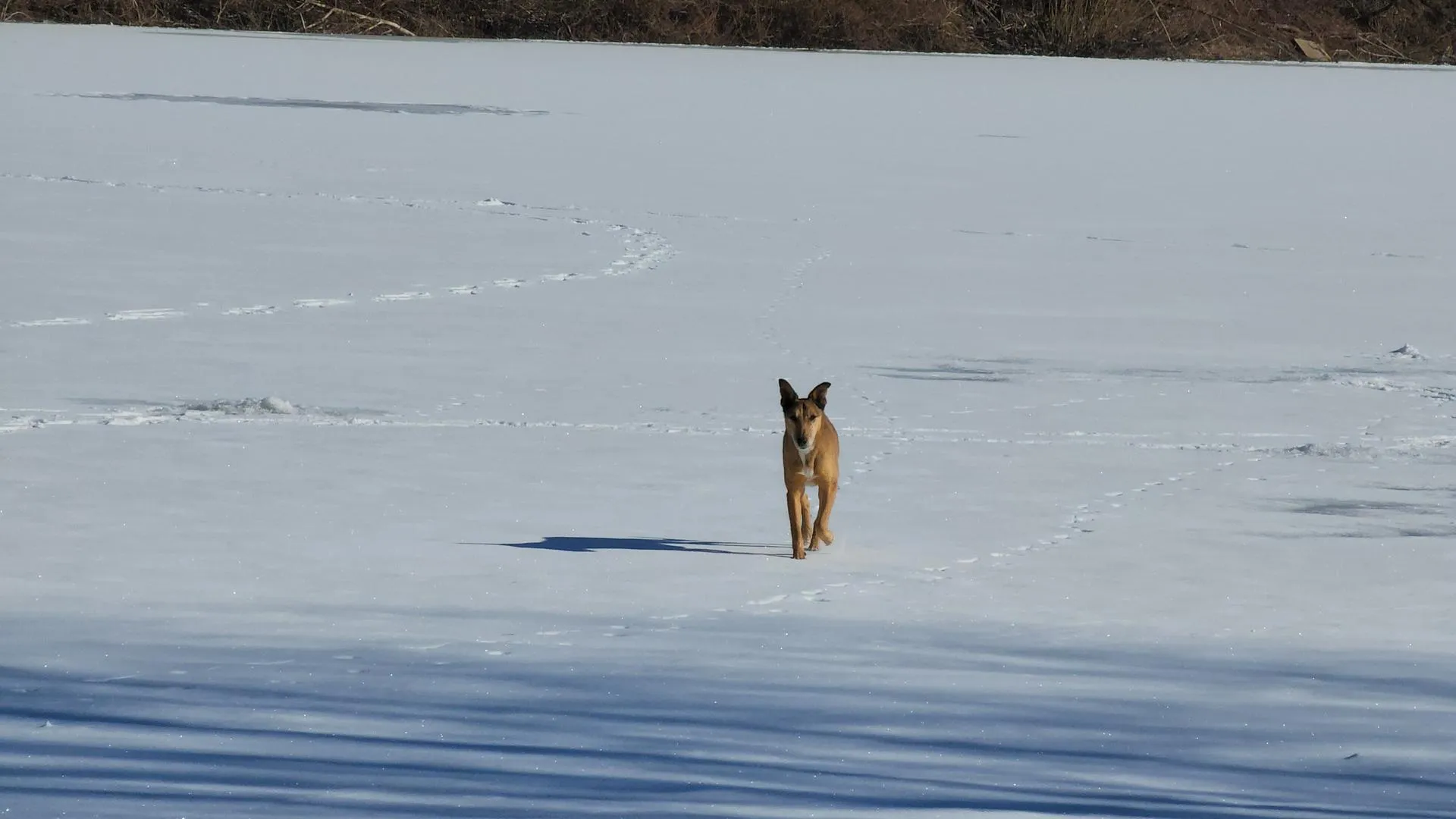МедиаБанк Подмосковья/Иван Дубров