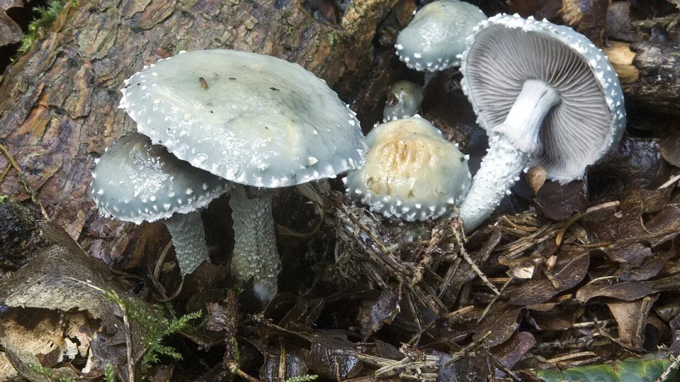 Фото: сommons.wikimedia/Harry Harms