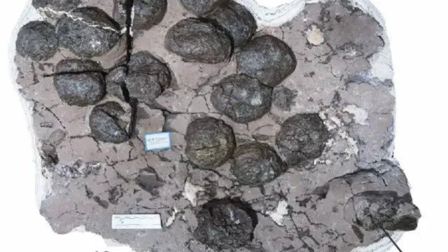 Фото: HAN ET AL., NATIONAL SCIENCE REVIEW 202