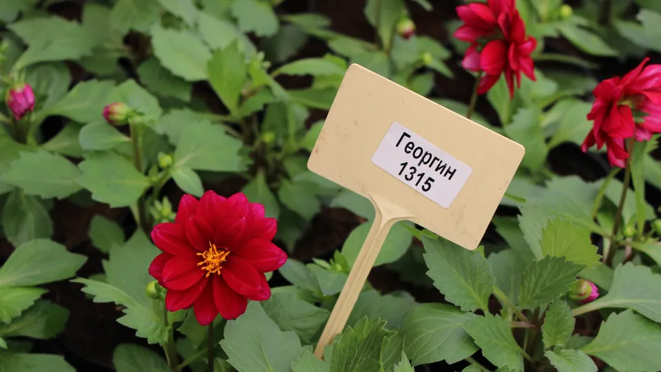 Фото: медиасток.рф