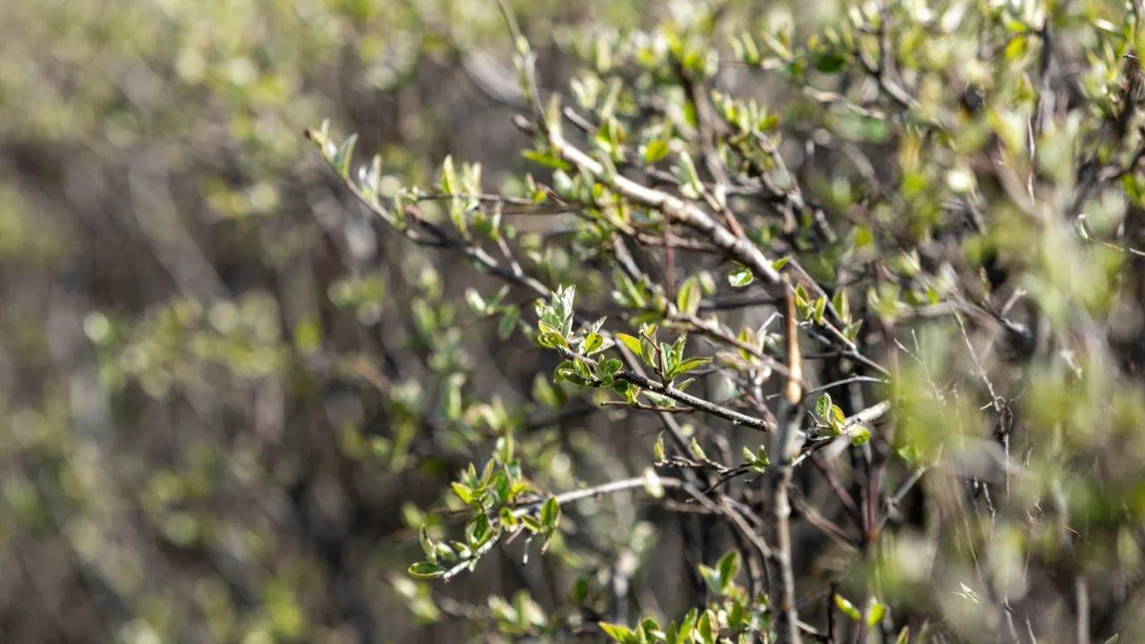 REGIONS/Роман Малышенко