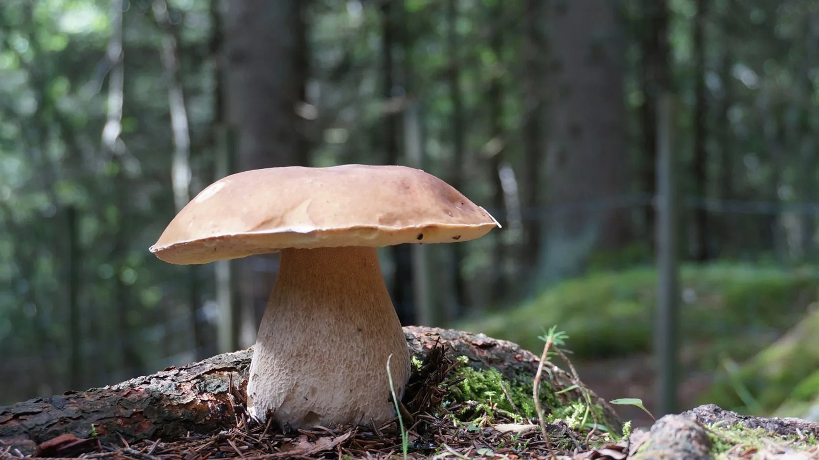 Фото: pxhere.com