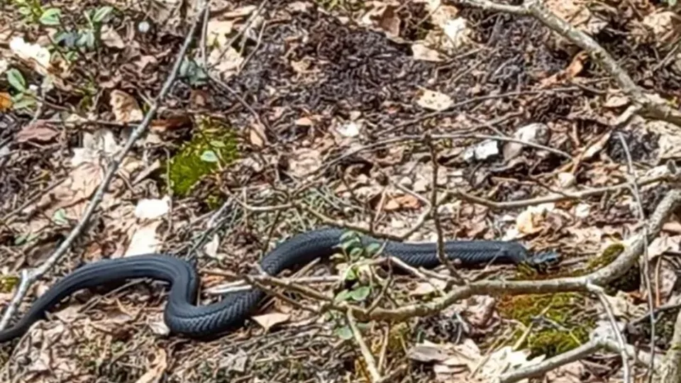 Фото: Комитет лесного хозяйства Московской области