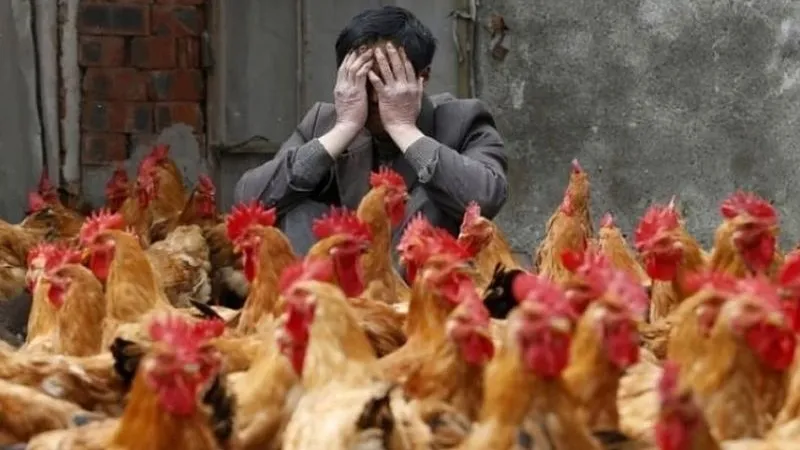 В Китае произошла вспышка птичьего гриппа