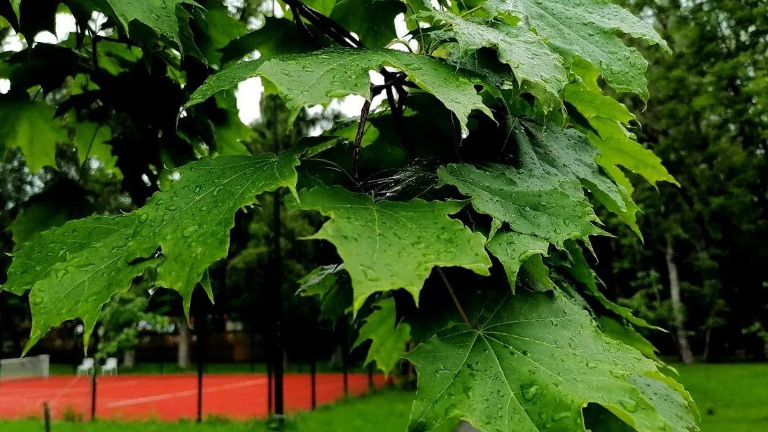Фото: МБУК  «Городской парк культуры и отдыха»