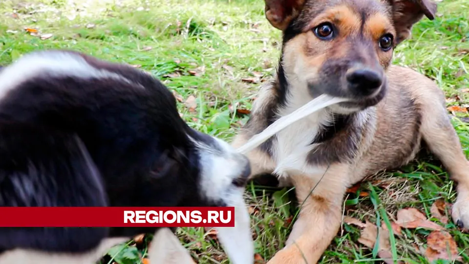 Фото: Данила Кирьянов