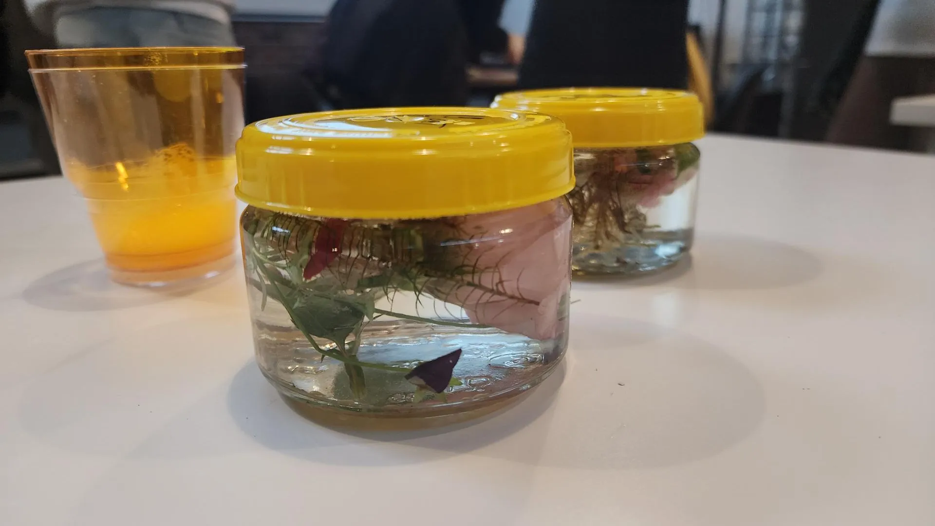 Фото: МедиаБанк Подмосковья/Иван Петрушин